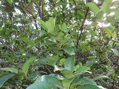 Cassipourea gummiflua