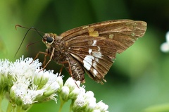 Epargyreus tmolis
