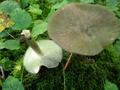 Pluteus salicinus