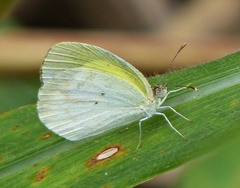 Eurema elathea flavescens