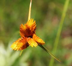 Cyperus sphaerocephalus