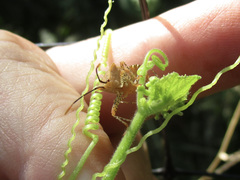 Anasa repetita