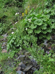 Cardamine uliginosa