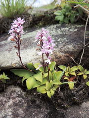 Stenoglottis