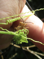 Anasa repetita