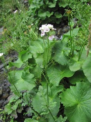 Cardamine uliginosa