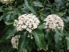Magnoliopsida