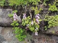 Stenoglottis