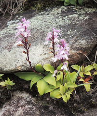 Stenoglottis
