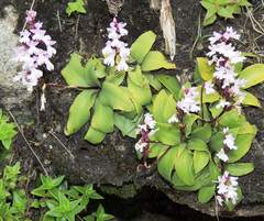 Stenoglottis