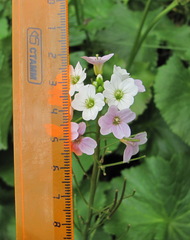 Cardamine uliginosa