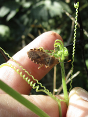 Anasa repetita