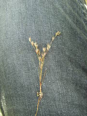 Juncus minutulus