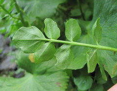 Cardamine uliginosa