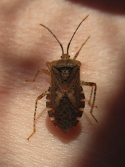 Anasa repetita