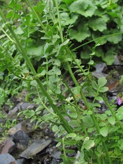 Cardamine uliginosa