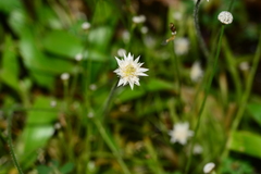 Eriocaulon stellulatum