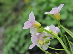 Cardamine uliginosa