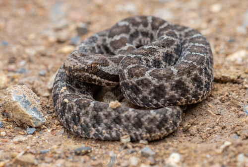 Queretaran Dusky Rattlesnake