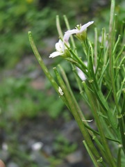Cardamine uliginosa