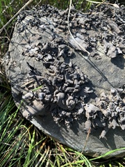 Dermatocarpon dolomiticum