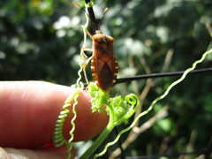 Anasa repetita