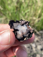 Dermatocarpon dolomiticum