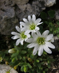 Cerastium uniflorum