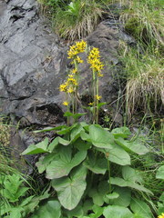 Ligularia subsagittata