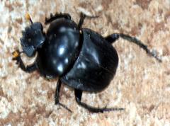 Scarabaeus rusticus