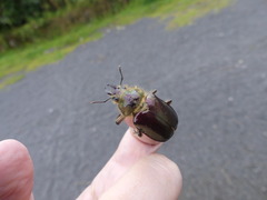 Sphaenognathus metallifer