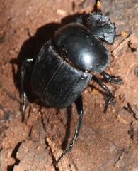 Scarabaeus rusticus