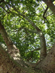 Bombacoideae