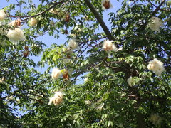 Bombacoideae
