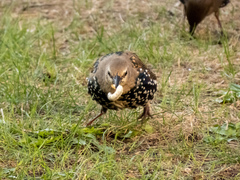 Sturnus vulgaris