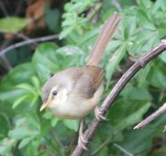 Prinia subflava pondoensis