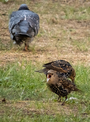Sturnus vulgaris