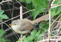 Prinia subflava pondoensis