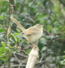 Prinia subflava pondoensis