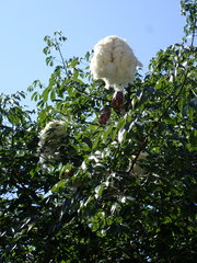 Bombacoideae
