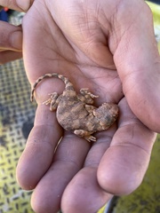 Tympanocryptis intima