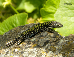 Podarcis muralis nigriventris