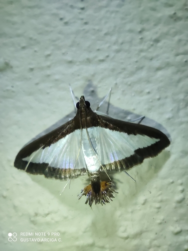 Polilla de los Zapallos (Diaphania hyalinata)