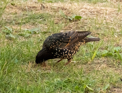 Sturnus vulgaris