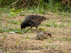 Sturnus vulgaris