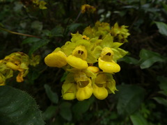 Calceolaria pedunculata