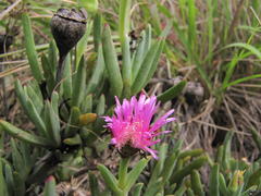 Lampranthus spectabilis