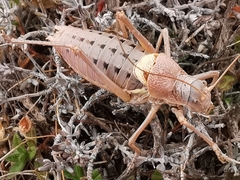 Ephippiger terrestris terrestris