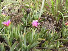 Lampranthus spectabilis