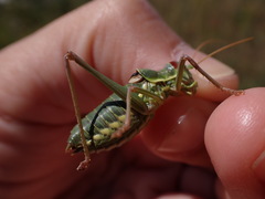 Ephippiger discoidalis